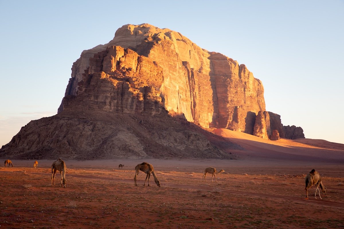 edited photograph of a mountain with camels in the foreground