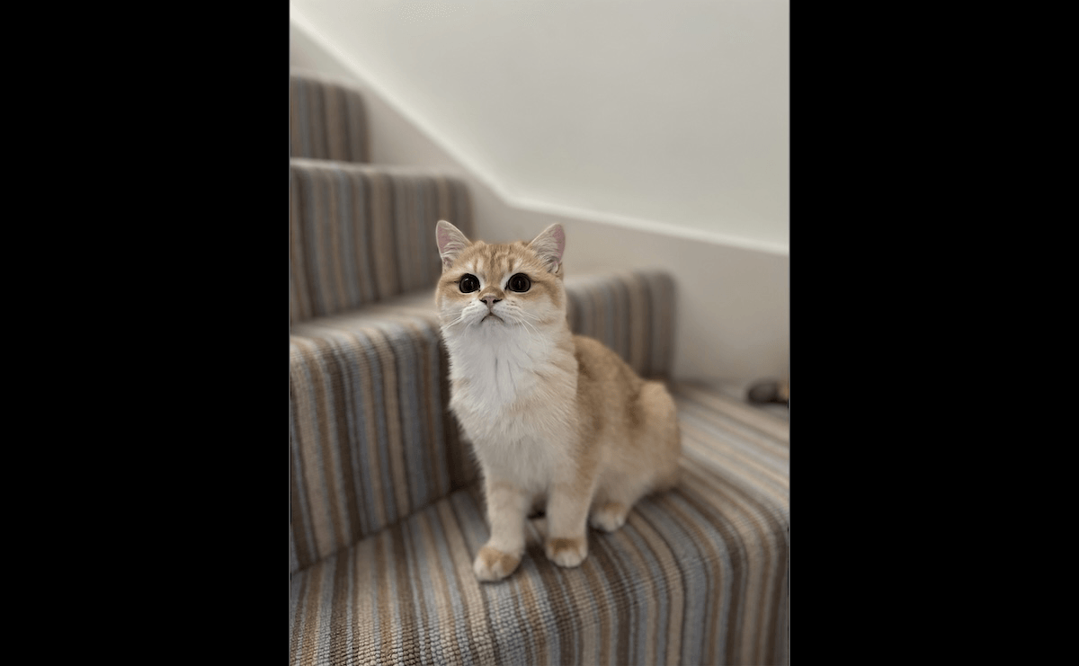 photograph of a cat on stairs