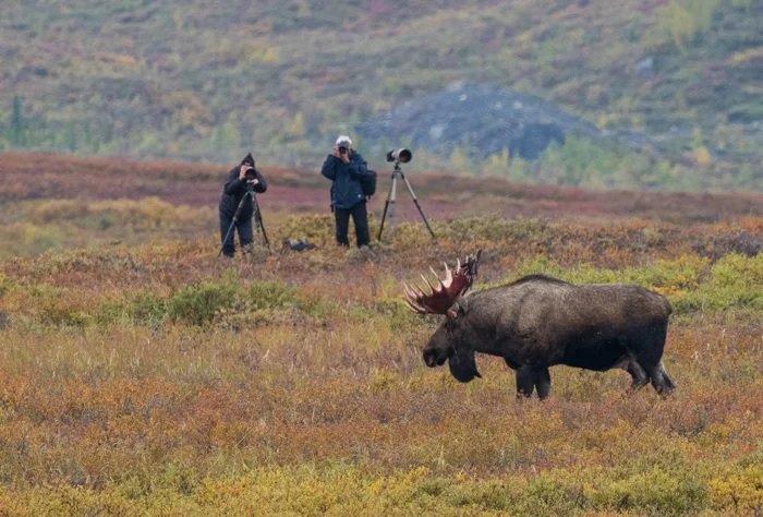 A bull moose on a moore with two photographers on the far side taking pictures