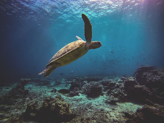 Underwater photo of a sea turtle in a reef