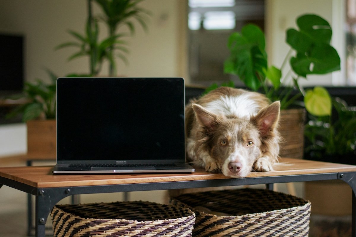 Dog sitting next to a laptop on a table