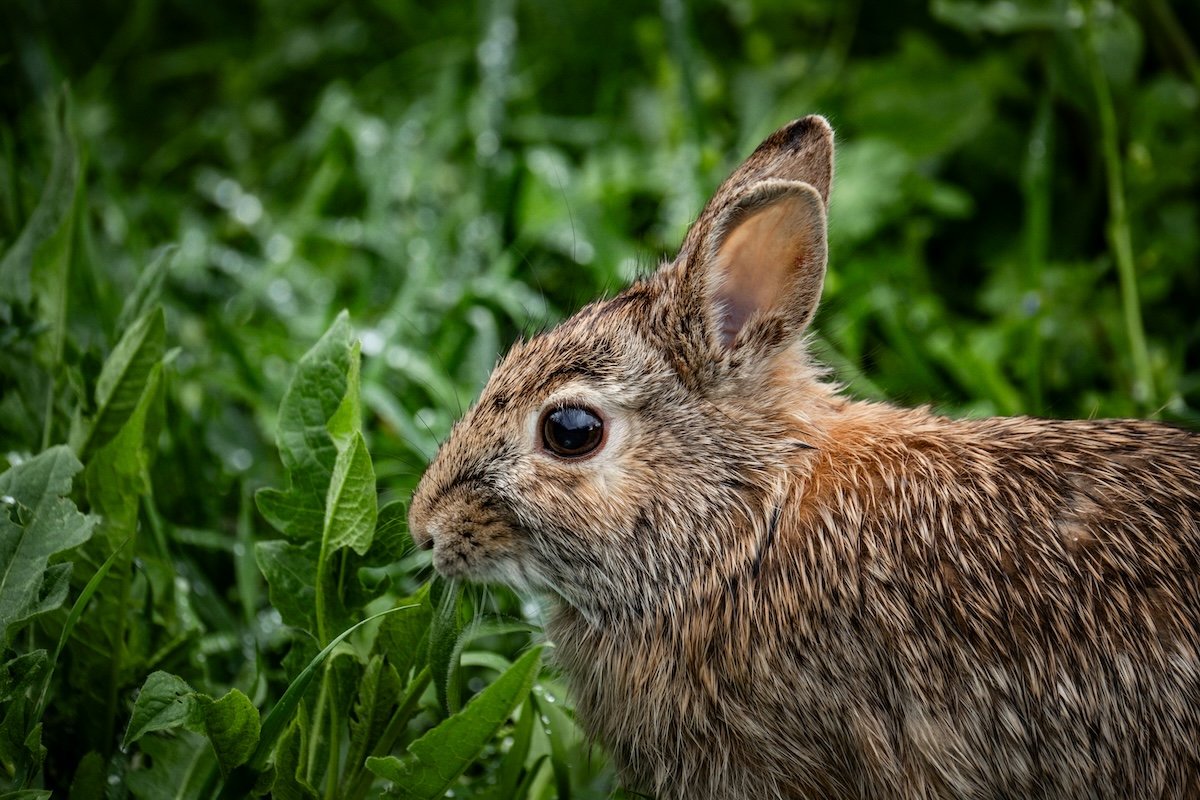 Close-up of a rabbit in grass as an example of pet photography