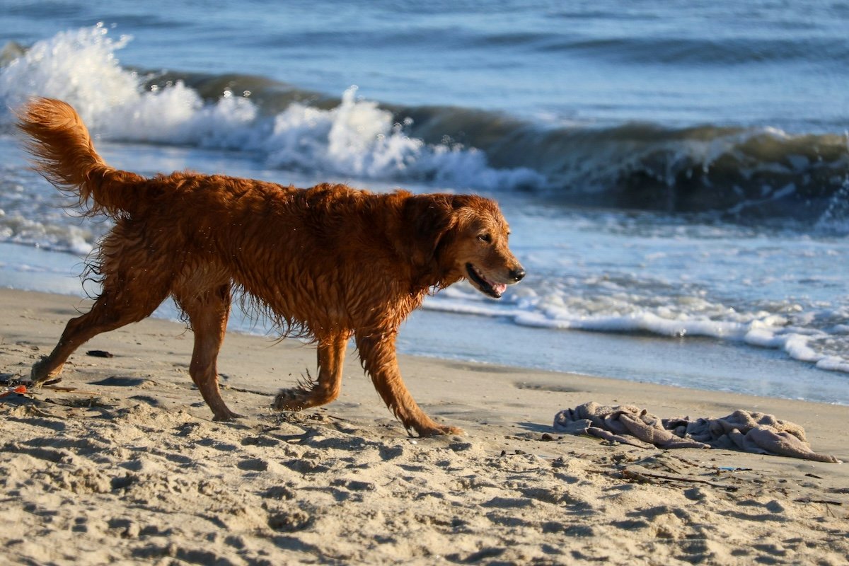 Action shot of dog running on a beach by water as an example of pet photography
