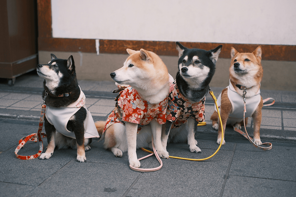 A group of dogs dressed in shirts as an example of fun pet photography