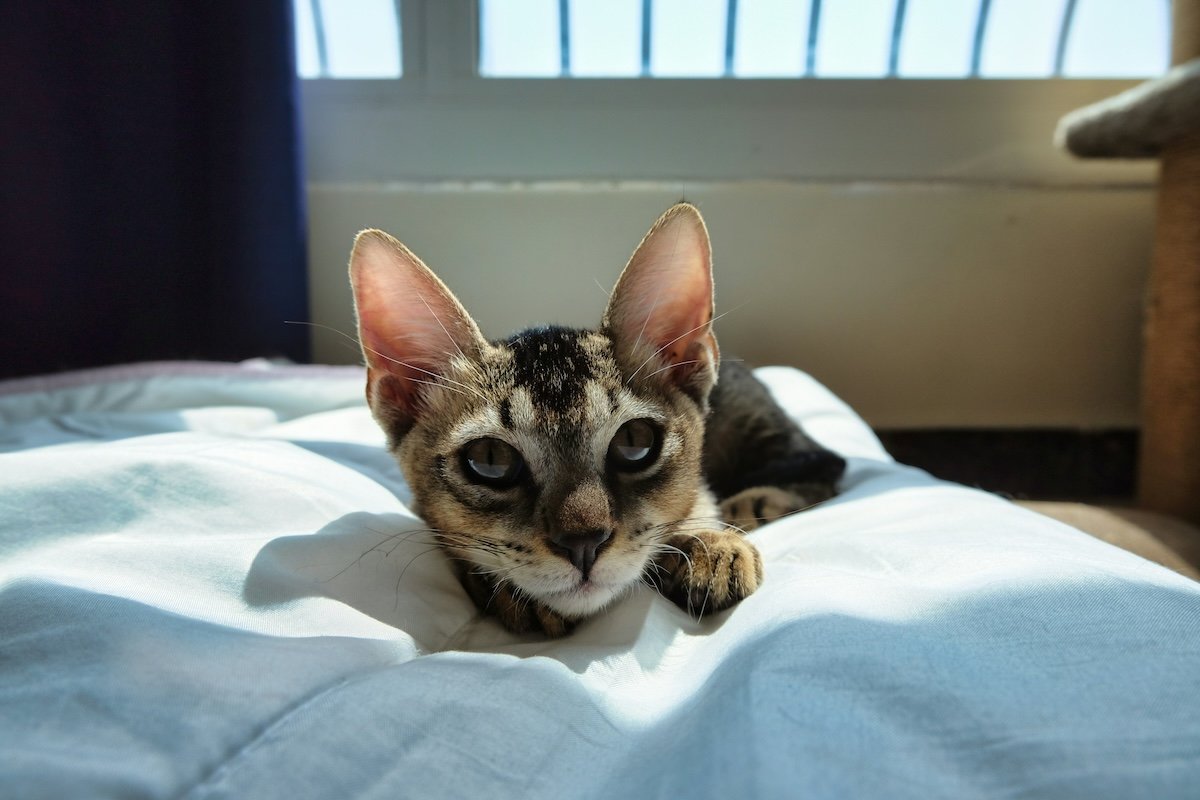 Close-up of kitten on a bed as an example of pet photography