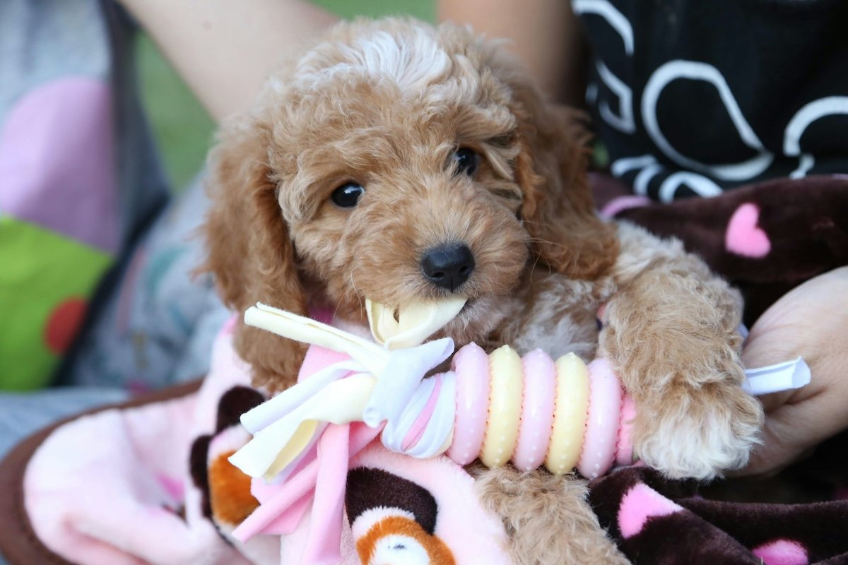 Close-up of a puppy with a toy as an example of pet photography