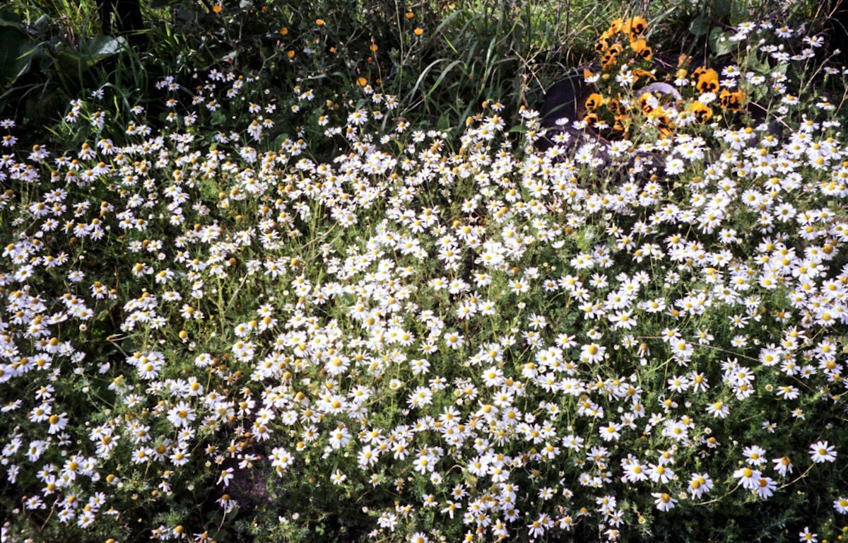 a patch of daisys sharpened with clarity
