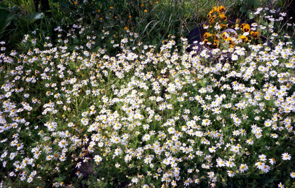 a patch of daisys sharpened with dehaze