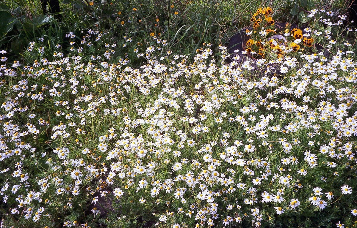 a patch of daisys sharpened with added detail