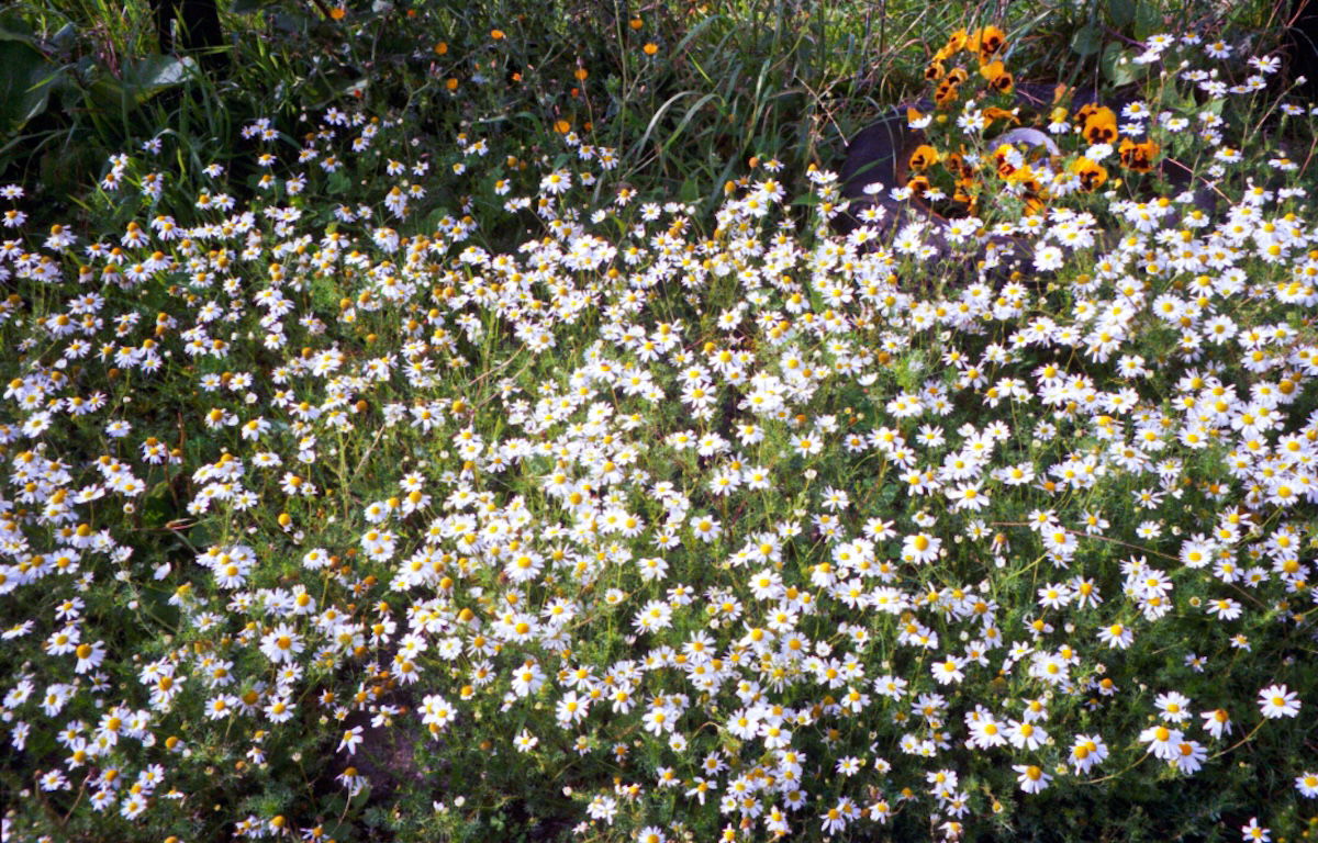 a patch of daisys sharpened with texture