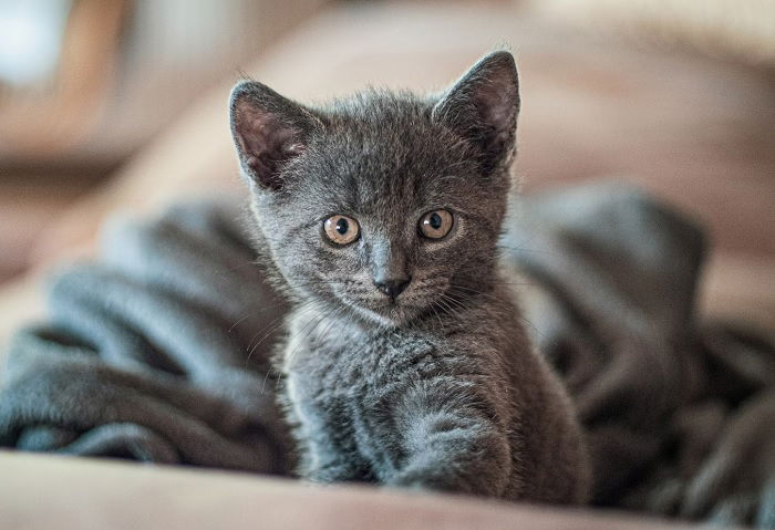 Gorgeous little grey kitten in a blanket