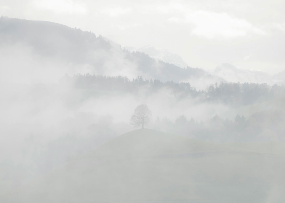 image of trees in misty conditions