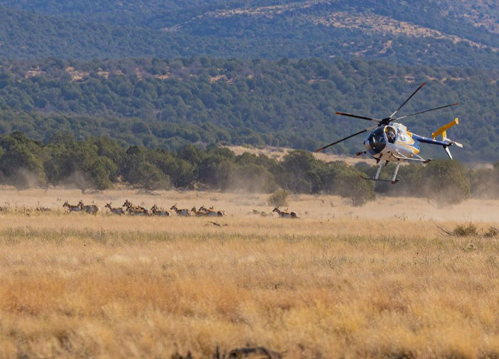 Helicopter herding animals