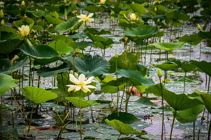 Waterlilies in a pond taken with a 200mm focal length to show depth of field