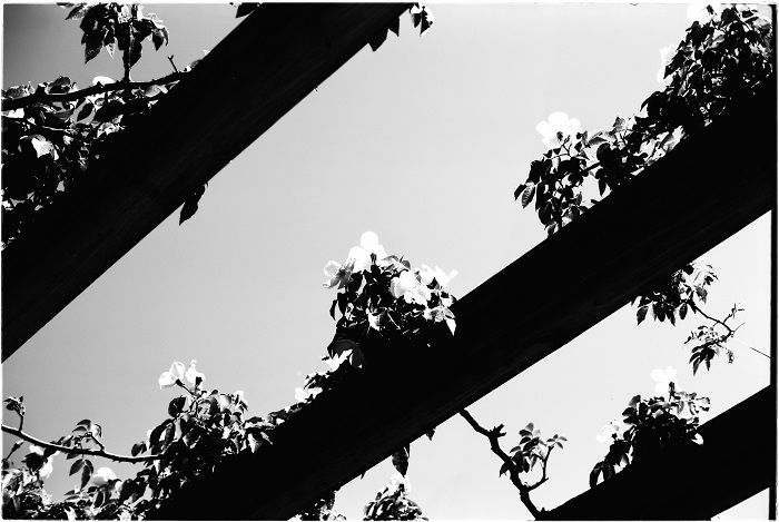 High-contrast image of flowers growing on wooden beams