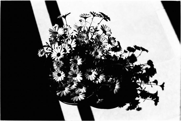 High contrast black and white photo of flowers in a pot from overhead