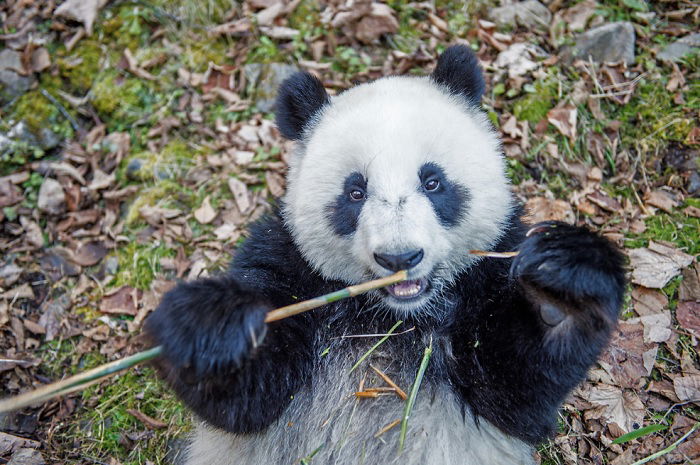 Overhead shot of a Panda eating bamboo