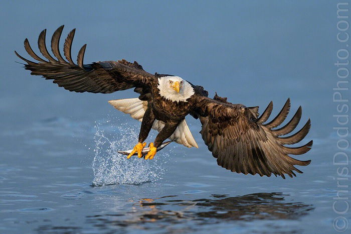 Eagle trying to catch a fish