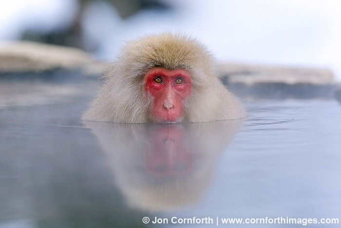 Monkey in natural hot spring