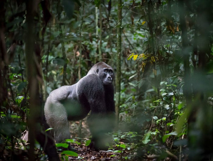 Silverback gorilla in the jungle