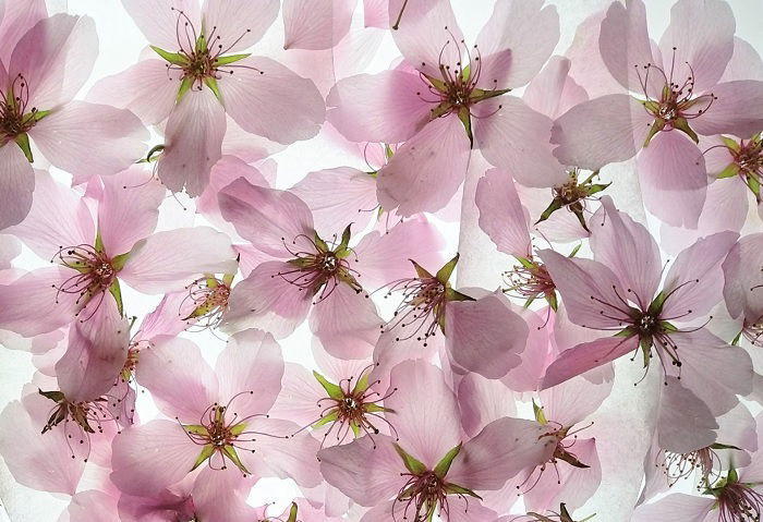 An arrangement of pink flowers