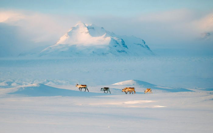 Four caribou walking across arctic expanse