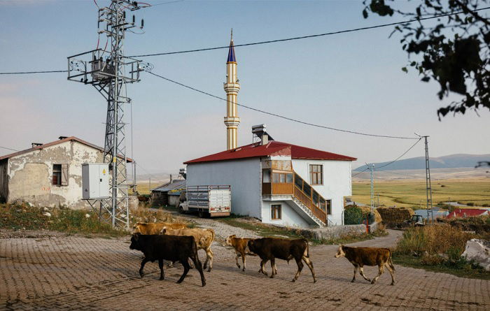 Cows walking through village