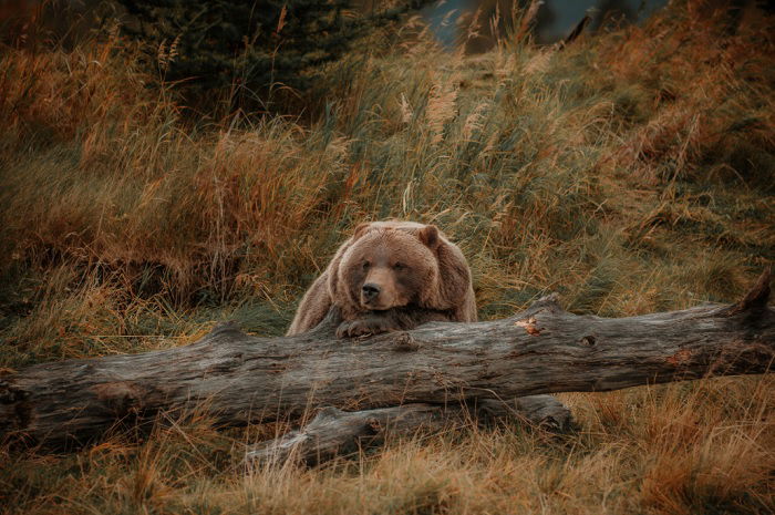 Big bear leaning on a log