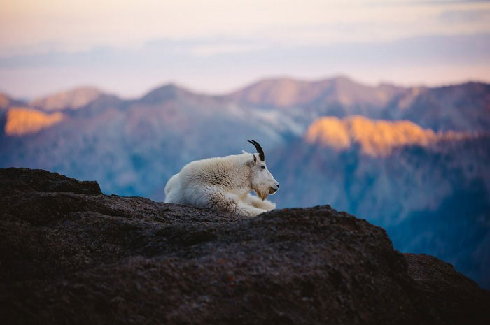 Mountain goat sitting atop a mountain