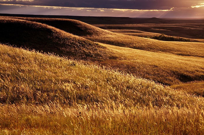 Vast prairies of yellow grass