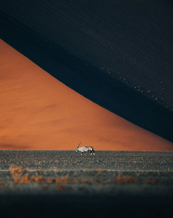 Antelope of some kind walking in front of large sand dune