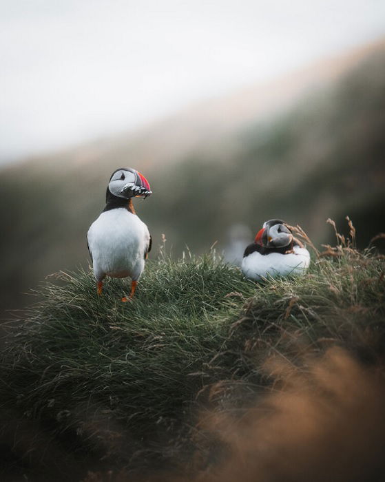 A pair or puffins