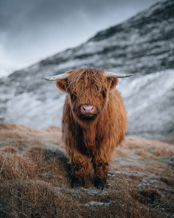 Highland cow in the highlands