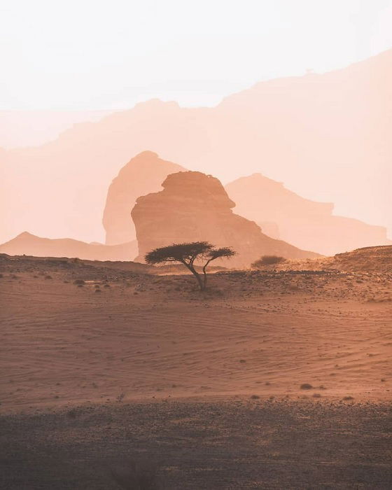 Desert tree with rock formations behind