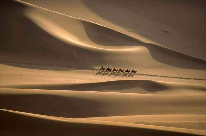 Camel train in the desert