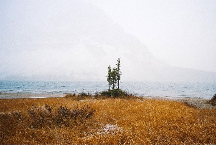 Three isolated trees on shore of lake