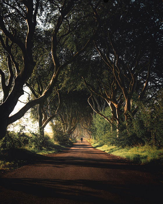 Country road lined with trees