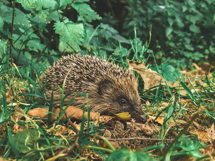 Hedgehog in the undergrowth