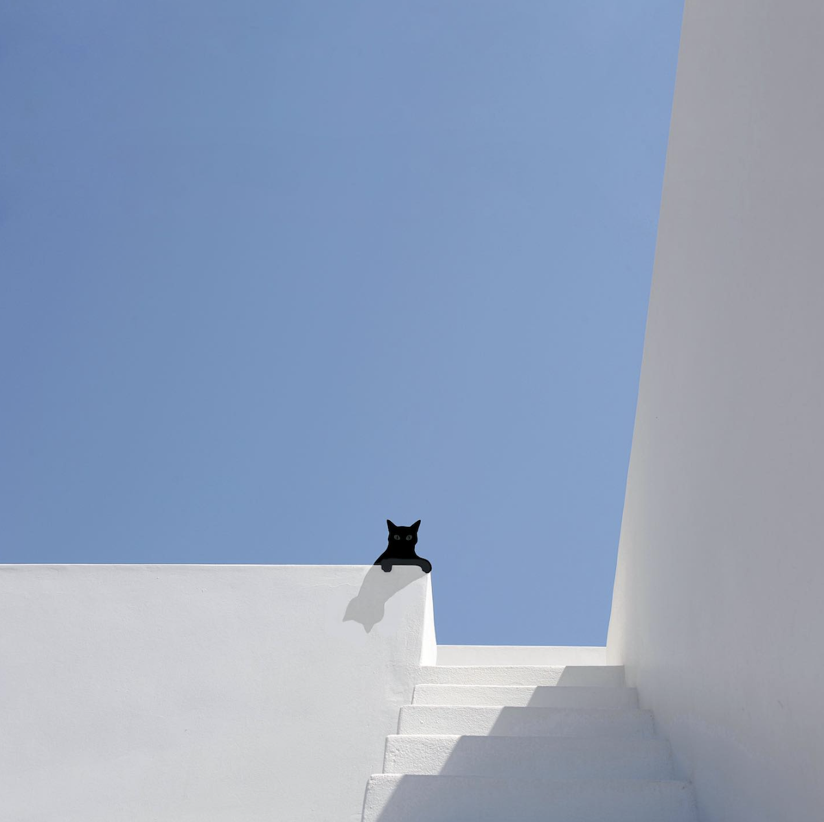 cat on stairs