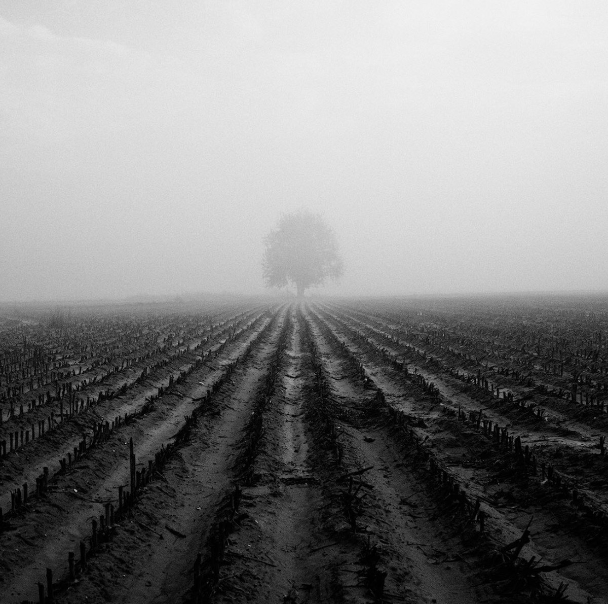 field in mist